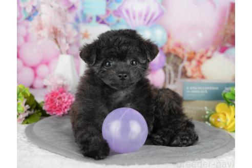 販売中の千葉県のミックス犬-388325の4枚目